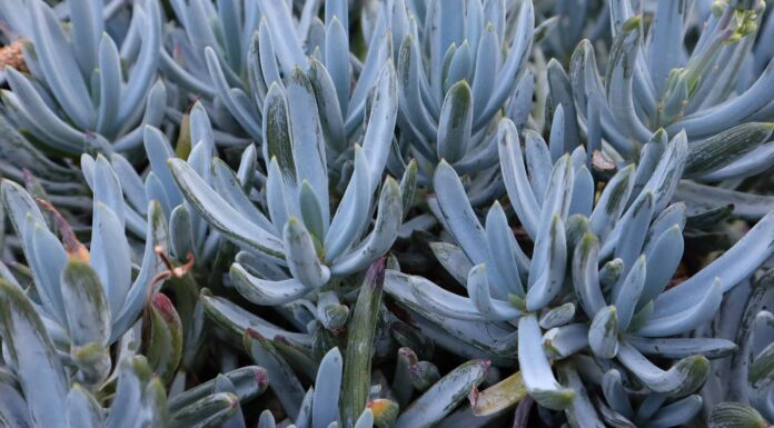 5 tipi di piante grasse blu

