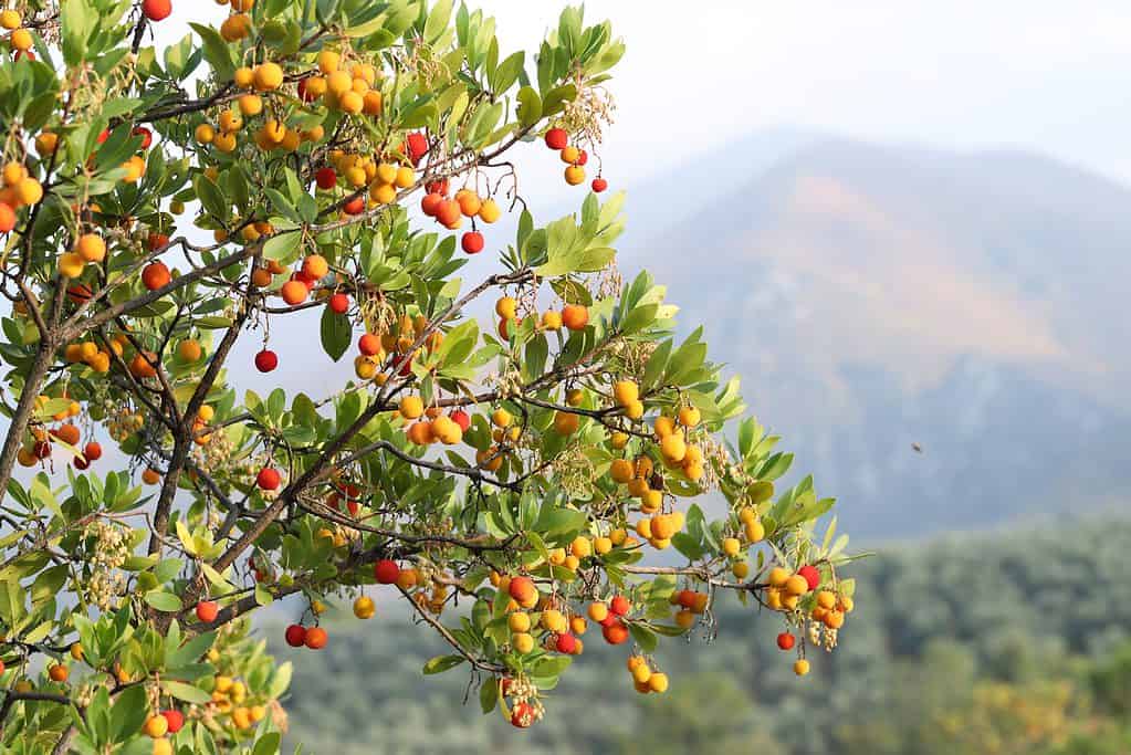 frutti di Arbutus unedo gialli e rossi in autunno.  Il corbezzolo è una specie di arbusto appartenente al genere Arbutus nella famiglia delle Ericaceae.