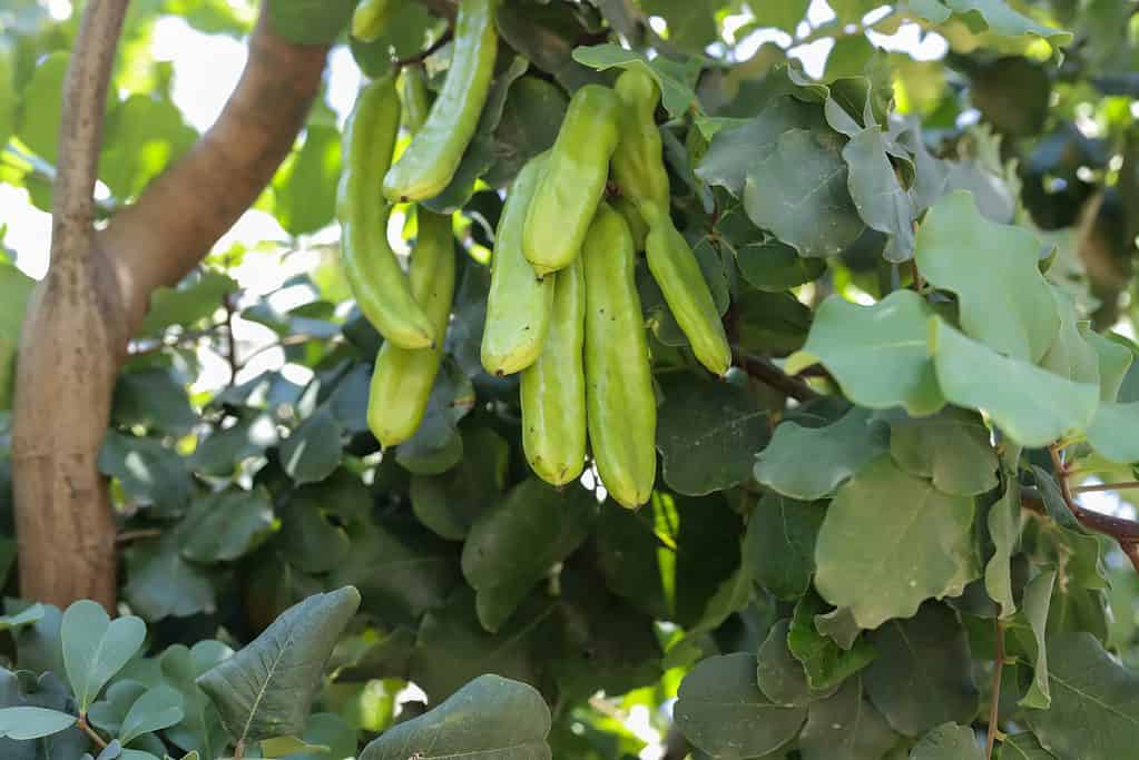 Carruba, bacche di carruba verde fresca carruba cibo sano, Ceratonia siliqua (carruba)