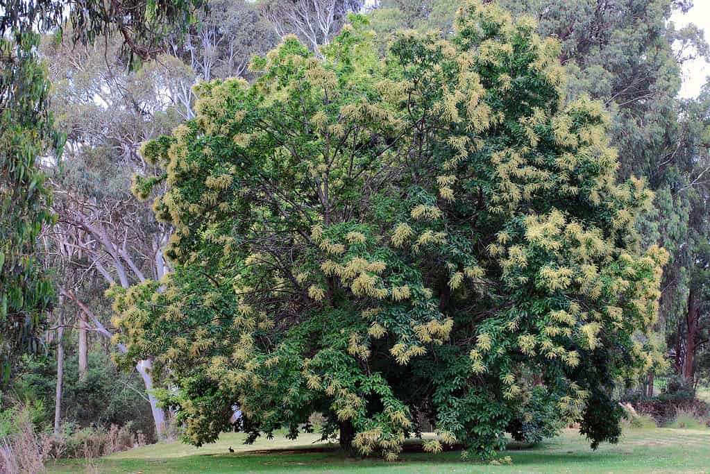 Castanea sativa / castagno europeo