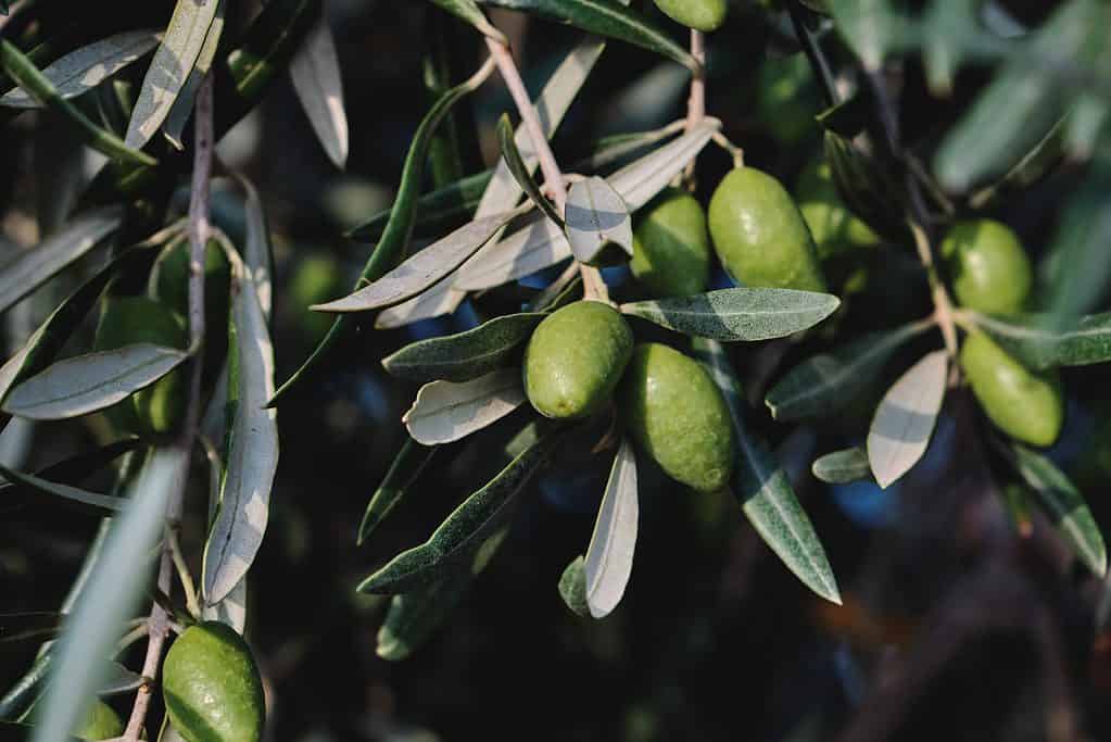 Olea europaea olivo verde frutti immaturi da vicino