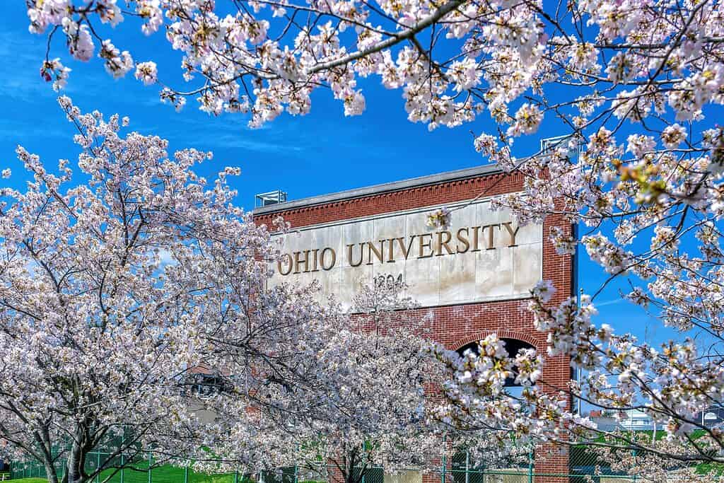 Fiori di ciliegio in fiore che circondano un mattone Ohio University segno in Athens, Ohio.