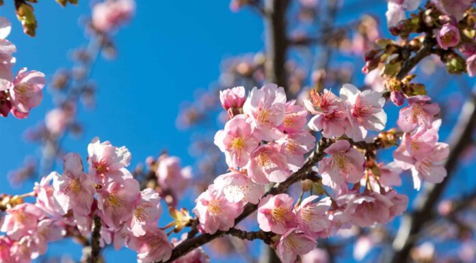 I 10 migliori stati in cui vedere fiorire i fiori di ciliegio questa primavera
