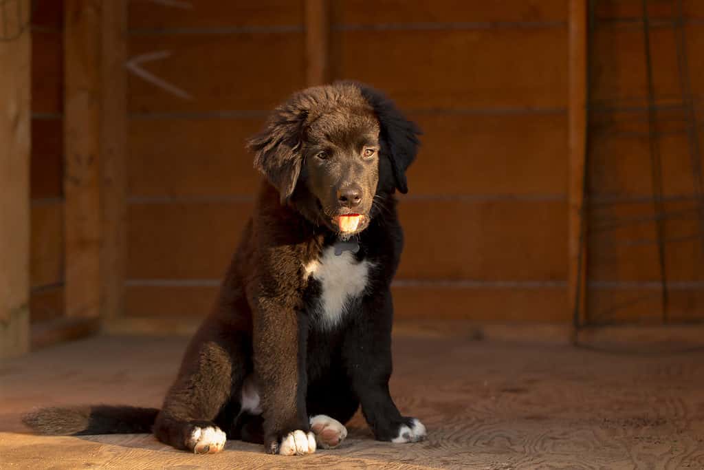 Un cucciolo di Labranes isolato