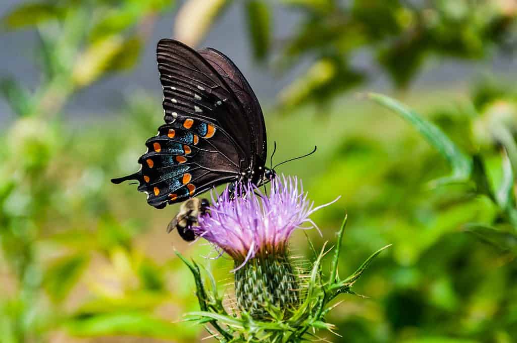 Una farfalla nera a coda di rondine è visibile nella cornice centrale che si nutre di un fiore di cardo color lavanda.  Un calabrone a strisce gialle e nere si nutre di un fiore di cardo, direttamente sotto la farfalla.  Lo sfondo è verde fuori fuoco.