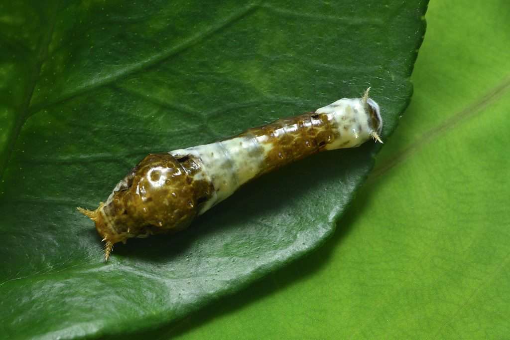 The molting larva of a black swallowtail butterfly is visible center frame on a green leaf. It is mostly brown and light is yellow green as it is shedding its skin