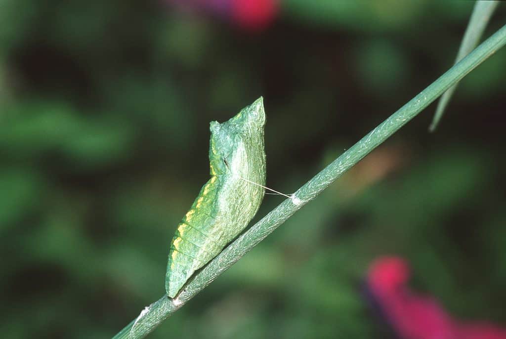 The chrysalis of a black swallowtail is visible center frame attached to a green stem by white threadlike material. The chrysalis is primarily green and looks similar to a puffed up leaf. Shot against a green background.