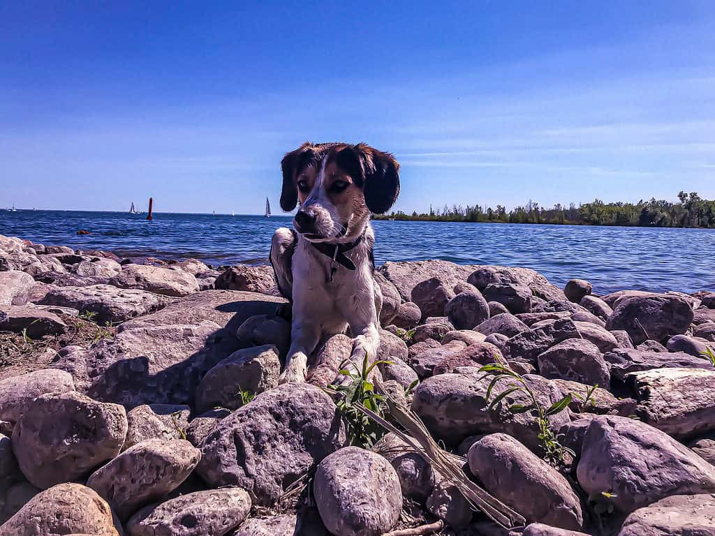 Collie beagle sulle rocce