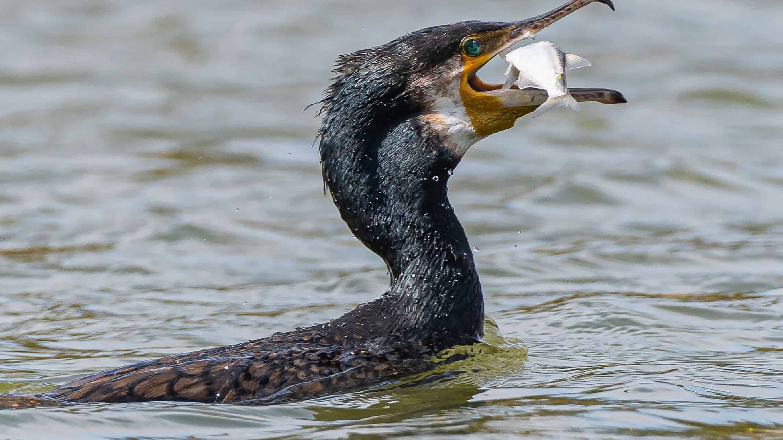 Cormorano con un pesce nel becco