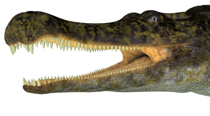 Crocodylomorfo
