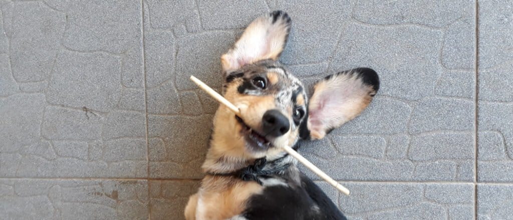 Cucciolo di Dorgi con bastone in bocca