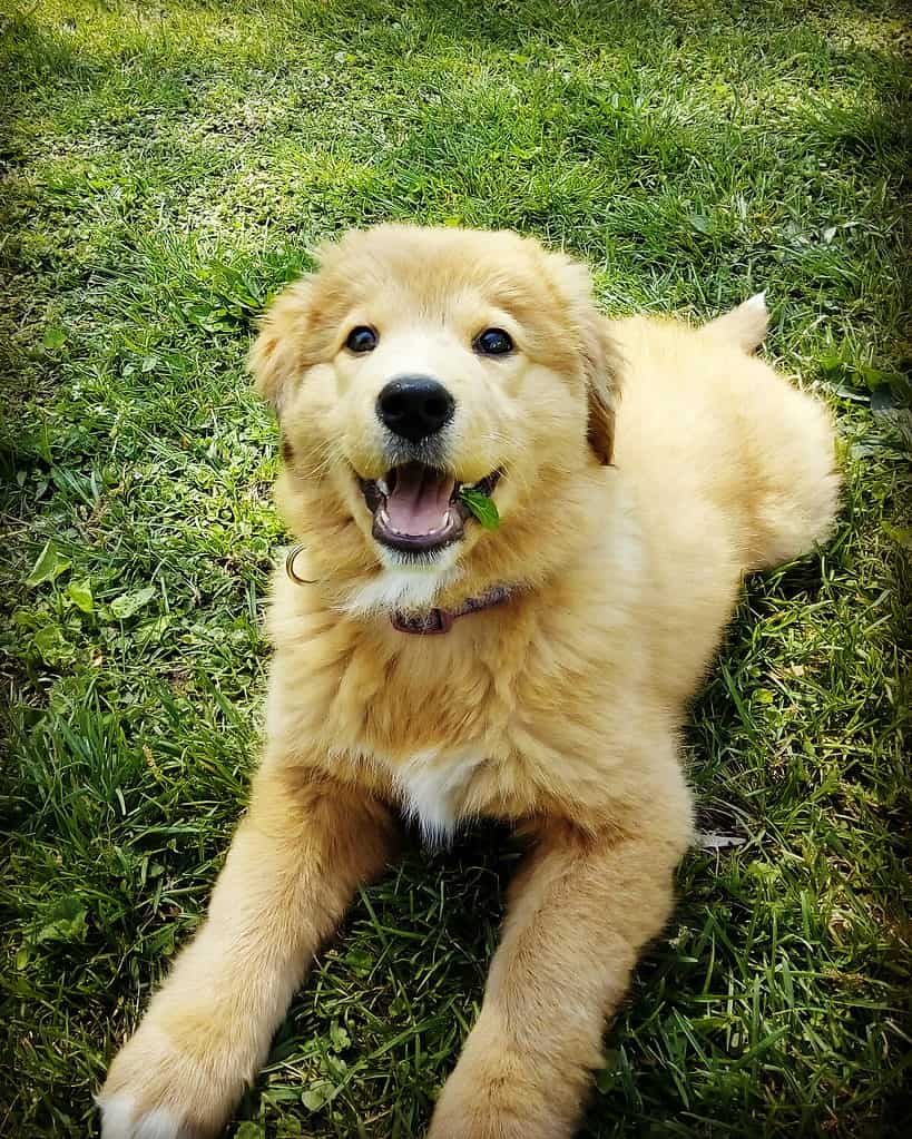 Adorabile cucciolo di gollie sull'erba