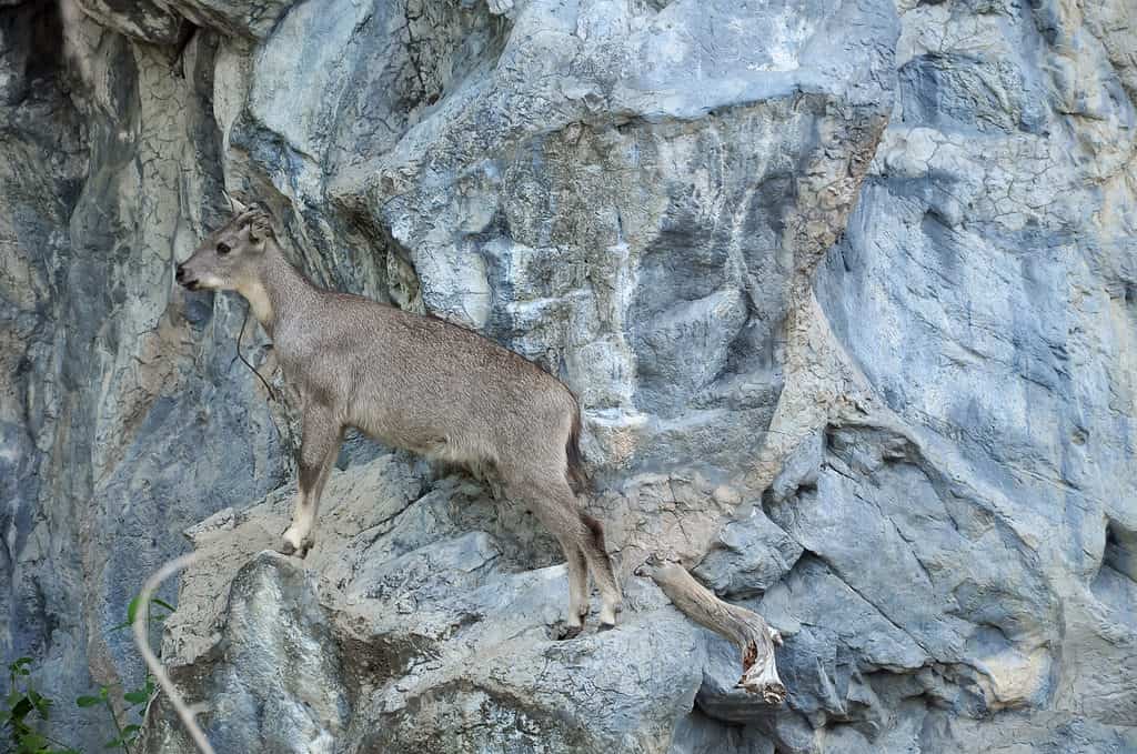 Goral adattati a vivere in habitat montuosi