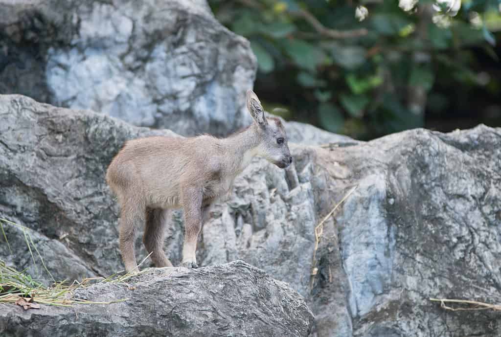 Goral kids i bambini possono stare in piedi e camminare alla nascita