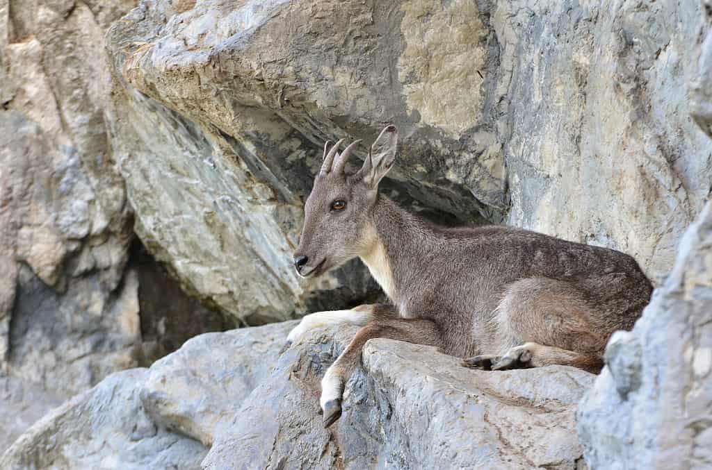 Goral su una sporgenza rocciosa al sicuro dai predatori