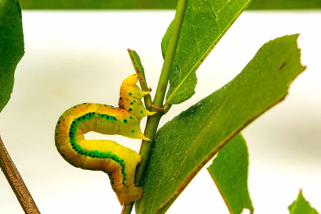 Bruco Inchworm che cammina su un ramo