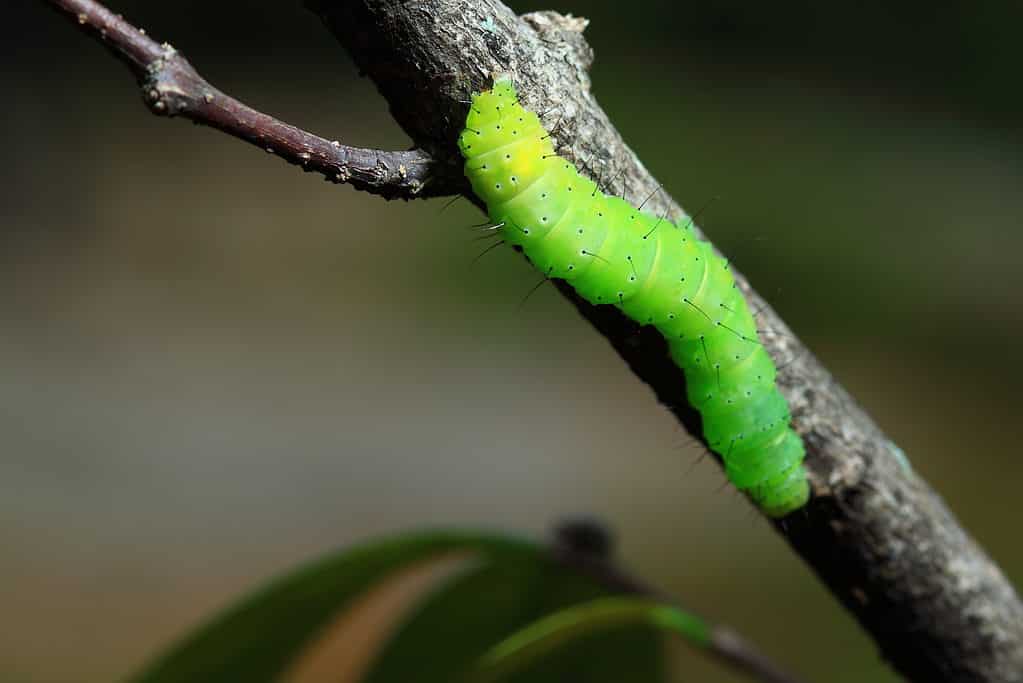 Un bruco di falena luna verde brillante su un ramo di un albero.  La falena luna è nella parte destra del telaio.  Sembra che stia strisciando su per il ramo di un albero, ed è verticale, leggermente inclinato verso il frame sinistro.  Ha piccoli peli appuntiti lungo la lunghezza del suo corpo segmentato.