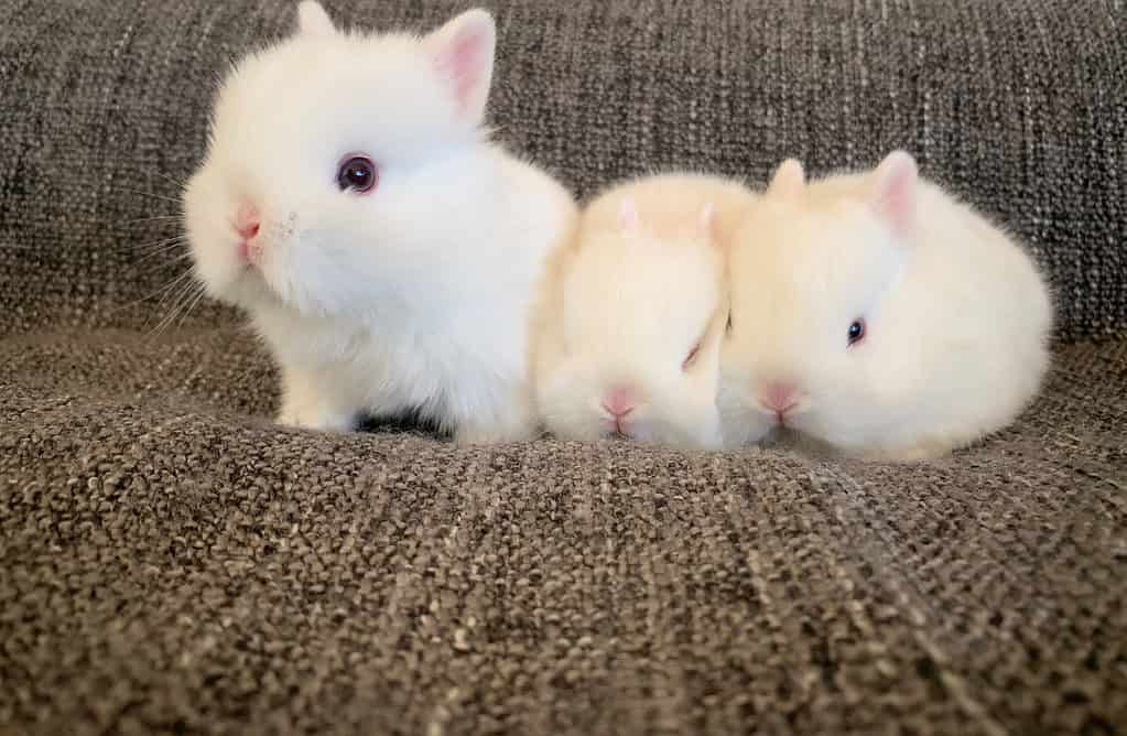 Gattini di coniglio nano dei Paesi Bassi