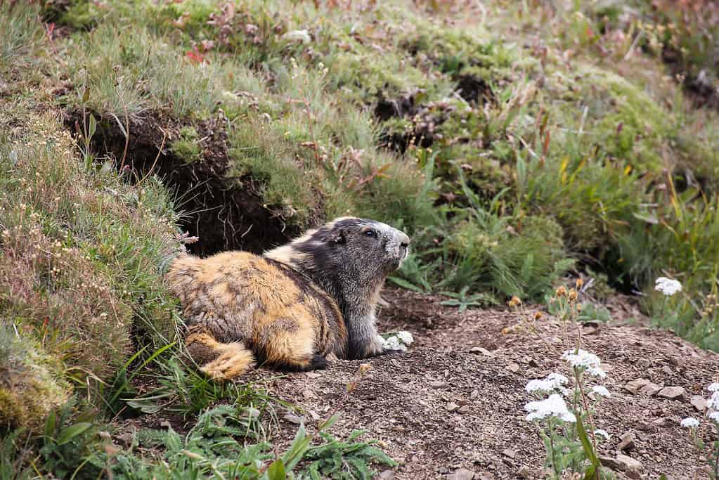 La marmotta olimpica può ibernare per 8 mesi