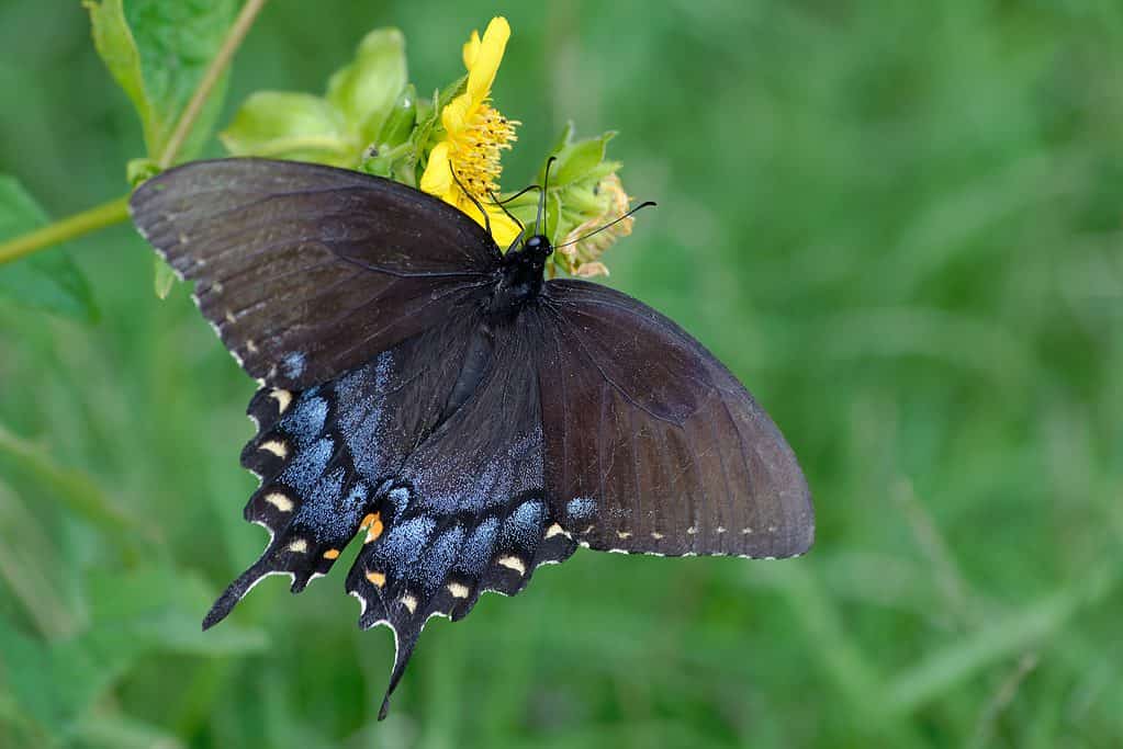 Tigre orientale femmina a coda di rondine, forma nera che si alimenta da un fiore selvatico arancione.  La farfalla è molto scura con accenti blu e bianchi sull'ala posteriore.