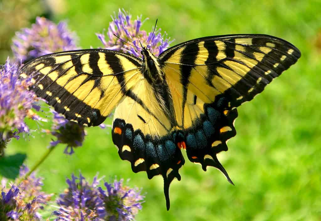 fotografia di una farfalla a coda di rondine della tigre orientale.  La farfalla si nutre di un fiore viola.  La farfalla è arancione chiaro e striata di biack.