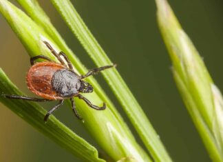 Zecca occidentale dalle zampe nere
