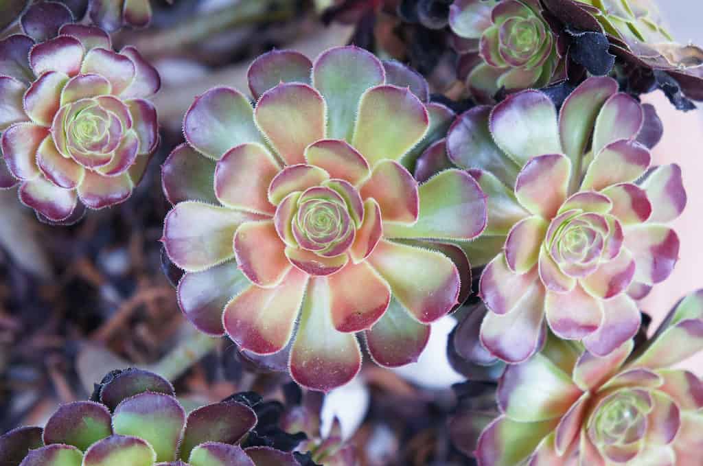 Aeonium pianta di bellezza arrossante.
