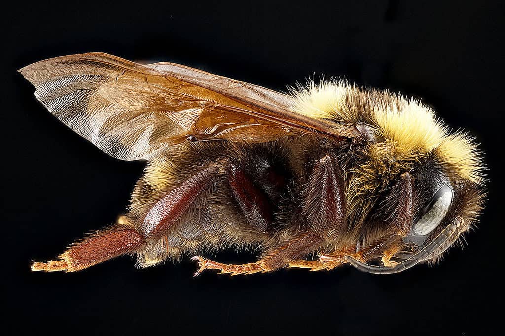 Bombus variabilis è una specie di calabrone cuculo in pericolo di estinzione.