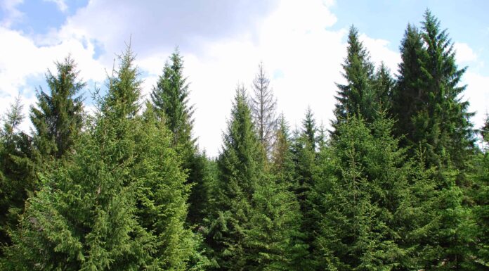 8 incredibili alberi originari della Norvegia
