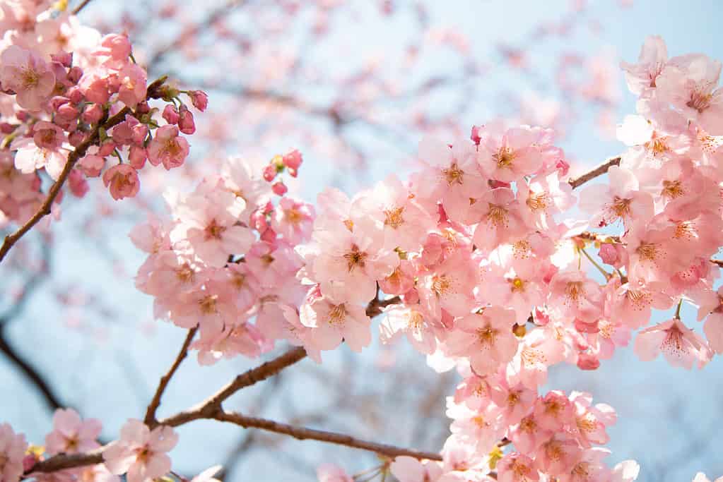 Le sfumature rosa e bianche dei fiori di ciliegio Yoshino dominano il paesaggio primaverile di Washington, DC.