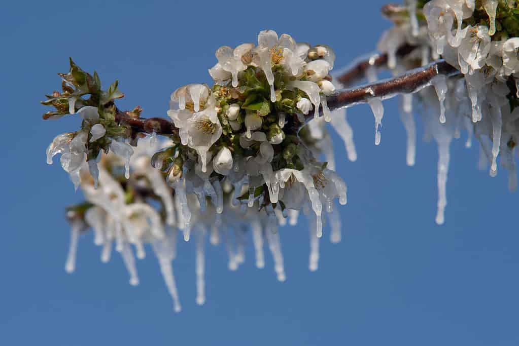 Un gelo in tarda primavera può ridurre il tempo di fioritura dei fiori di ciliegio.