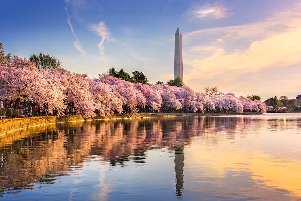 Nel periodo di massima fioritura, i ciliegi in fiore vicino al Monumento a Washington sono abbaglianti!
