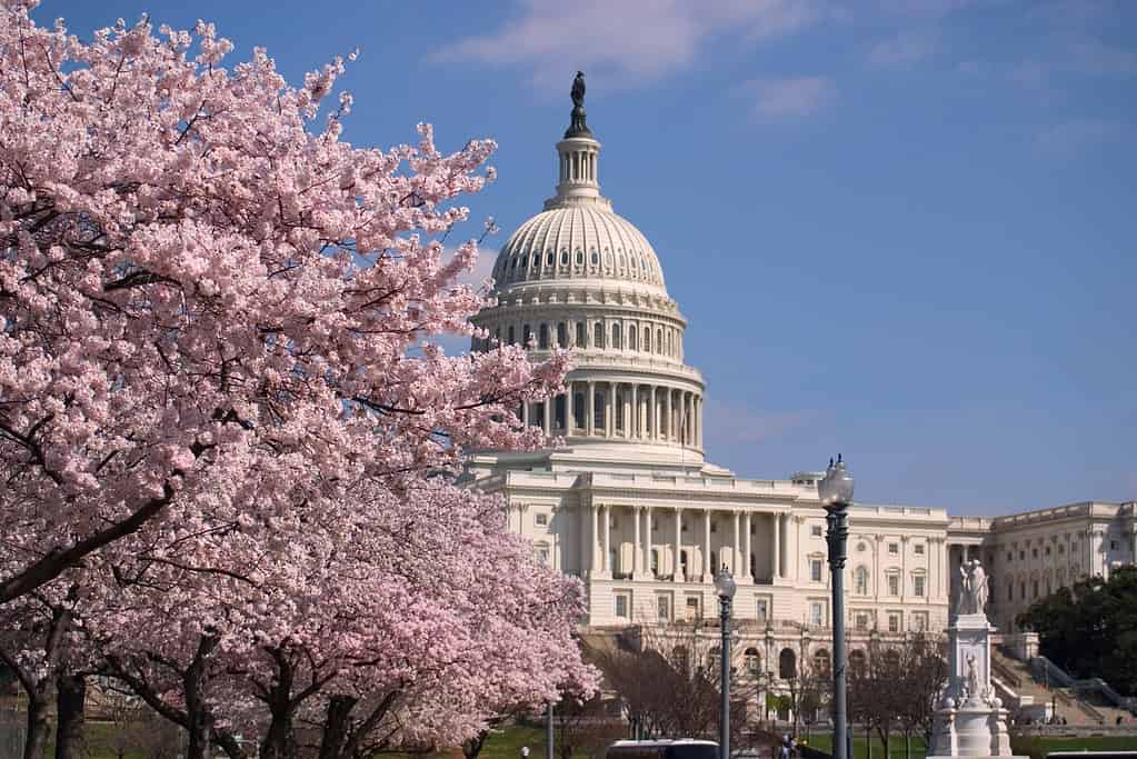 I terreni del Campidoglio degli Stati Uniti sono decorati con fiori di ciliegio in primavera.
