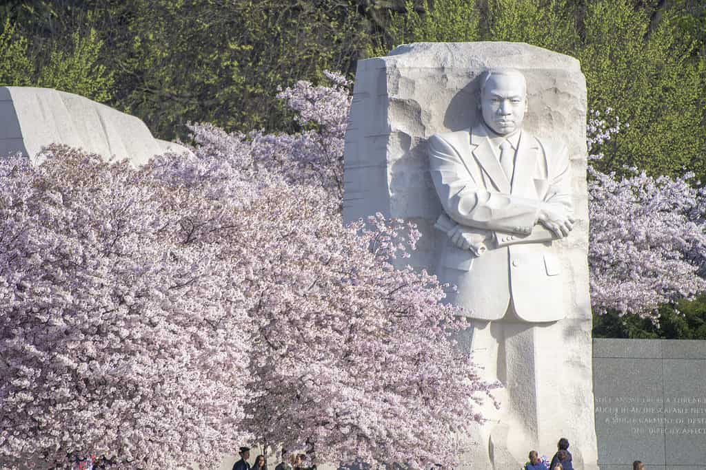 Il memoriale di Martln Luther King, Jr. a Washington, DC è fiancheggiato dai fiori di ciliegio ogni primavera.