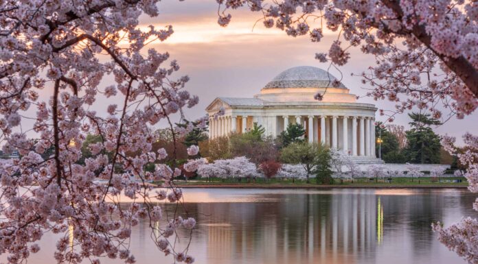 Fiori di ciliegio a Washington, DC: quando fioriscono e dove vederli
