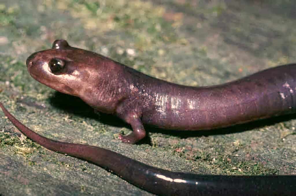 Una snella salamandra seduta su una roccia, vista ravvicinata. 
