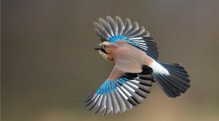 9 tipi di uccelli blu nel Wisconsin

