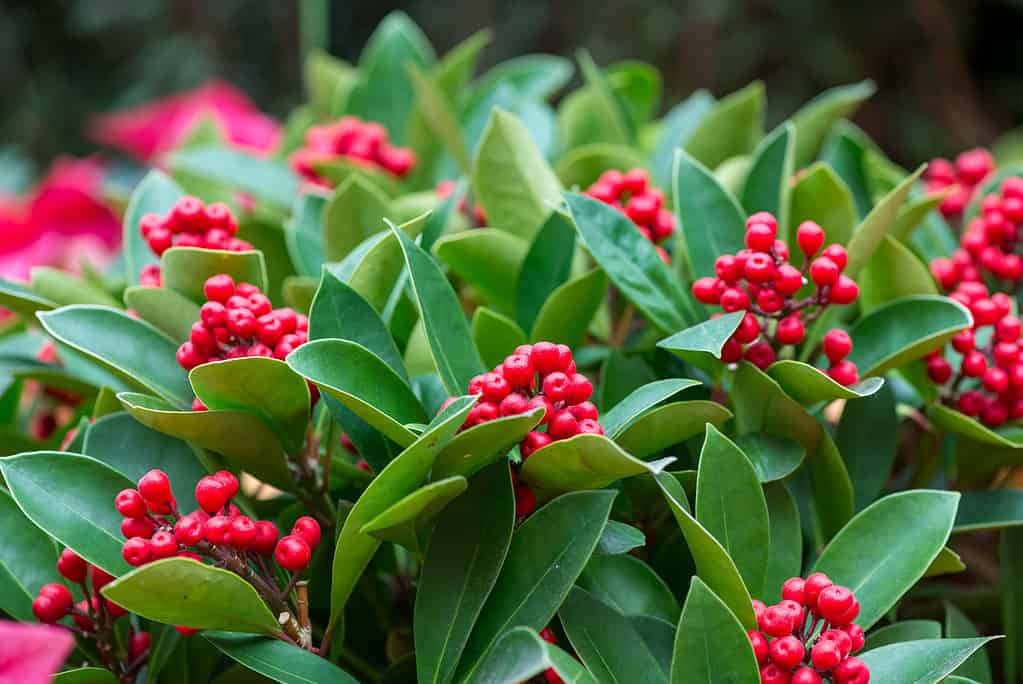 Dettaglio ravvicinato di più grappoli di frutti e foglie di Red Dahoon Holly (Ilex cassine) durante il Natale da una prospettiva laterale, Singapore.  Concetto di viaggio e vacanze.