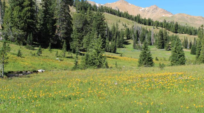 Scopri la foresta più grande del Montana (e ciò che vive al suo interno)
