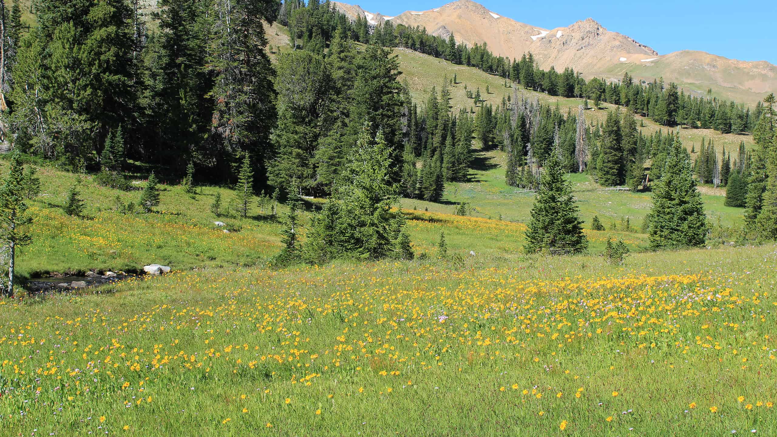 Foresta nazionale di Beaverhead-Deerlodge