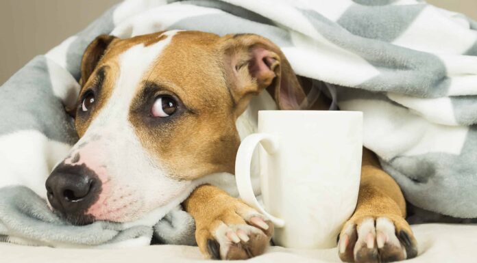  I cani possono bere il tè in sicurezza?  Quali sono i rischi?
