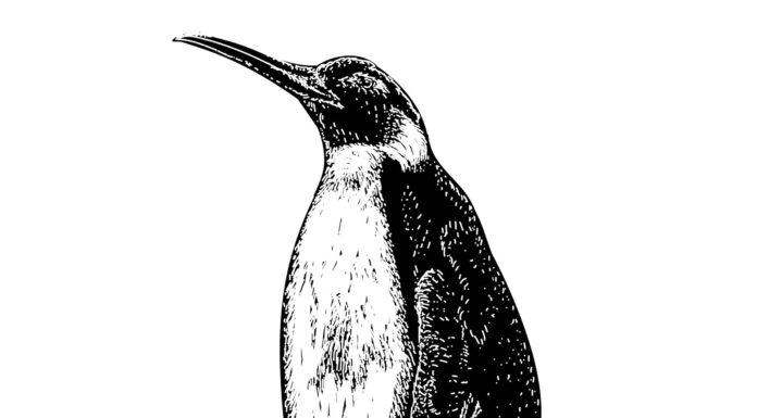 Incontra i pinguini a misura d'uomo che una volta vagavano per la Terra
