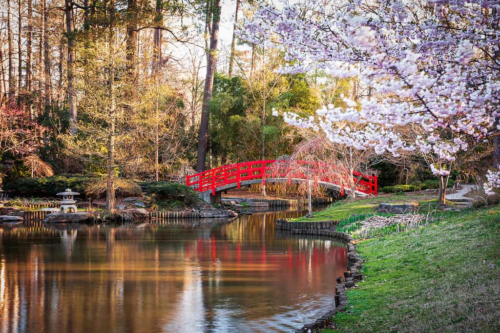 Primavera a Sarah P. Duke Gardens