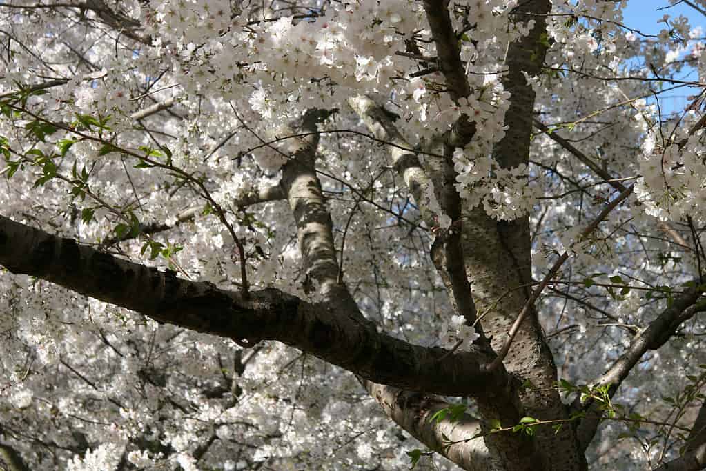 Passeggiare nei giardini sotto i fiori di ciliegio è tutto ciò che riguarda la primavera!