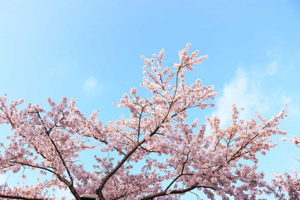 È un bellissimo paesaggio di fiori di ciliegio che fiorisce in un giorno di primavera.