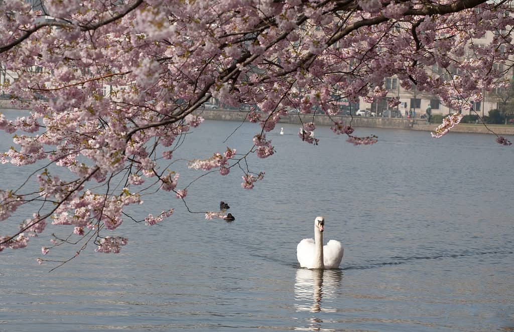 cigno bianco nel lago sotto il ramo dell'albero in fiore