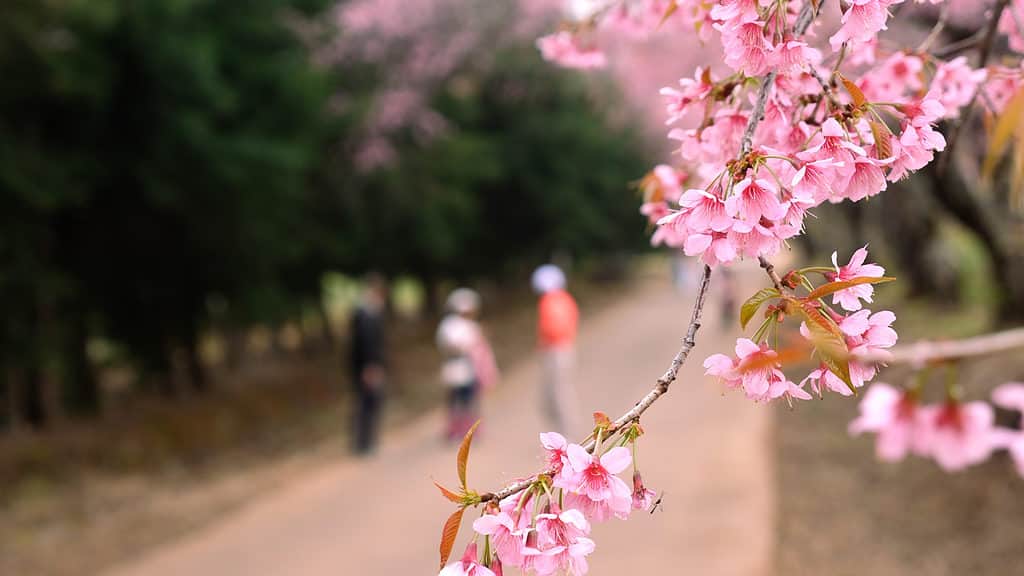 Stagione primaverile con concetto di viaggio fiore rosa piena fioritura.  I turisti vengono al sakura o al fiore di ciliegio.  Rami di alberi con fiori rosa, su sfondo sfocato i turisti camminano e scattano foto