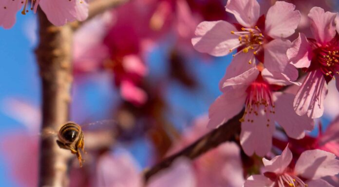 Fiori di ciliegio nella Carolina del Sud: quando fioriscono e dove vederli
