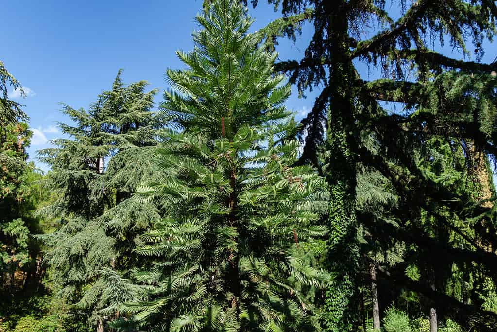 Pino Wollemi - Antico albero Wollemia nobilis nel parco Aivazovsky o nel parco Paradiso a Pertenit, Crimea.  L'unico albero del periodo Giurassico.