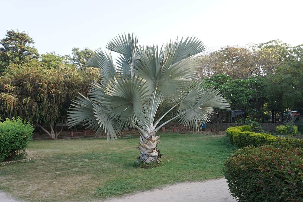 Nome scientifico bismarckia nobilis e nomi comuni Medemia nobilis 'Silver' o Silver Bismarck Palm tree nel parco